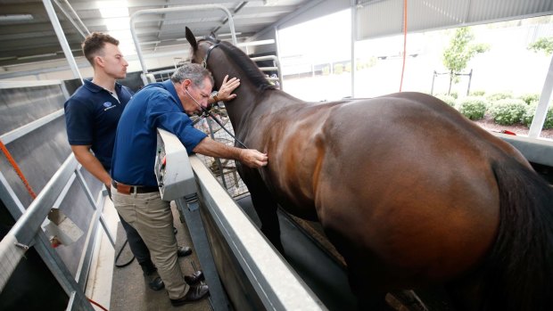 Dr Robertson-Smith examines a horse at the Cranbourne Training Centre. A significant application of 4Dx would be in predicting a horse's performance, he said.