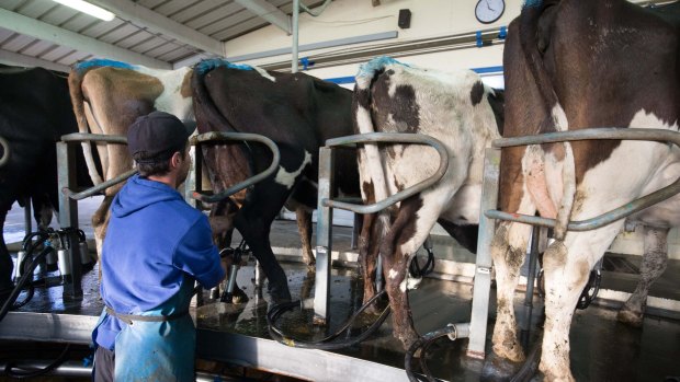 Fonterra sold the equivalent of 271 million litres of milk in consumer and food-service products to China in the quarter ended October 31.