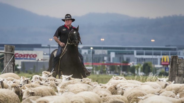 John Scott and 14-year-old Australian stock horse Black Magic move a mob of 200 lambing ewes.
