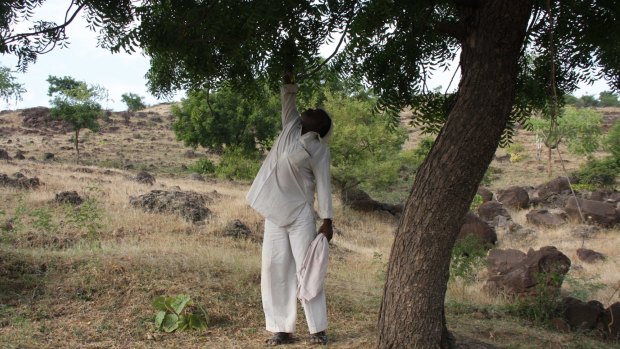 Scene of death: Nitin Aage's father, Raju, points to the tree branch from which his son was hanged. 