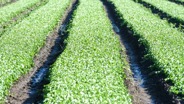 Salad leaves at Tripod Farmers in Bacchus Marsh.