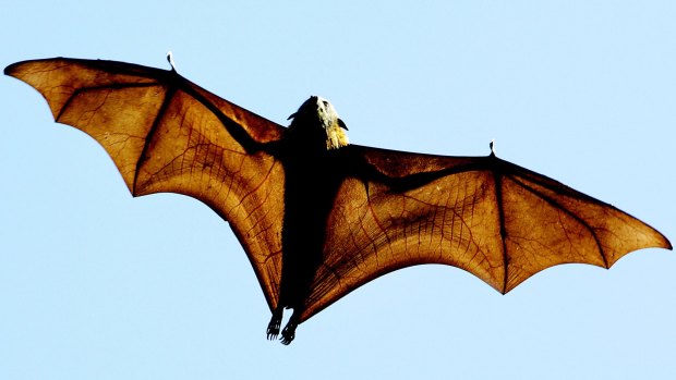 A grey-headed Flying-fox (Pteropus poliocephalus), a native Australian bat.