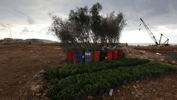 Trees that will be planted in the Sidon rubbish dump.