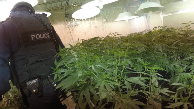Police raid one of 16 homes across Sydney allegedly used by a significant cannabis growing syndicate. 