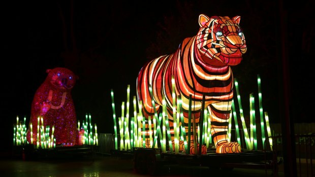 A giant illuminated tiger glows in the dark at Taronga Zoo.