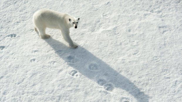A polar bear, Ursus maritimus, on sea ice north of Spitsbergen, Svalbard, in the Arctic.