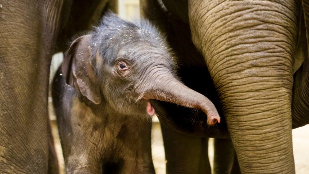 An elephant calf takes its first steps into the enclosure with its mother and the rest of the herd at Taronga Zoo.