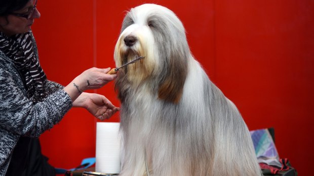 A bearded collie is groomed on the second day of the Crufts dog show at the National Exhibition Centre in Birmingham, central England.