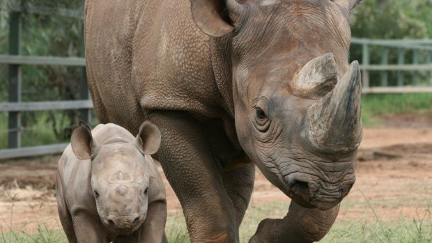 A black rhinoceros, similar to this black rhino mother and her calf, was shot dead in Namibia after the US man won an auction to kill it. 