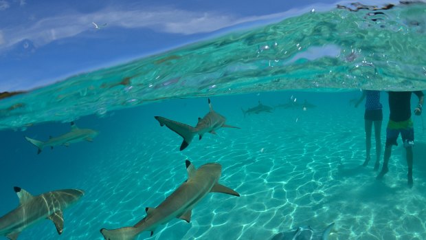 Black-tip reef sharks pass close in the Moorea Lagoon.