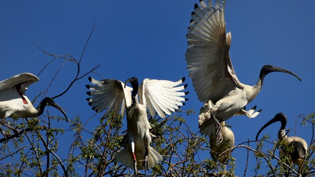 The Australian white ibis is known to live a highly mobile 11 years, with adults able to make 70-kilometre round trips in a day.