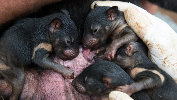 Four-month-old Tasmanian devil joeys in their mother's pouch at Devil Ark in the Barrington Tops.