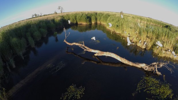 Birds in the Macquarie marshes.