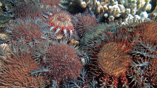 The crown-of-thorns  starfish preys on coral and is responsible for destroying up to 40 per cent of the Great Barrier Reef.