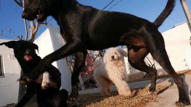 Of some 30 dogs in the original community, only four remain. The others were adopted out when residents moved into apartments.