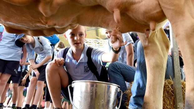 Local school children learnt how to milk a cow at the Easter Show preview on Wednesday.