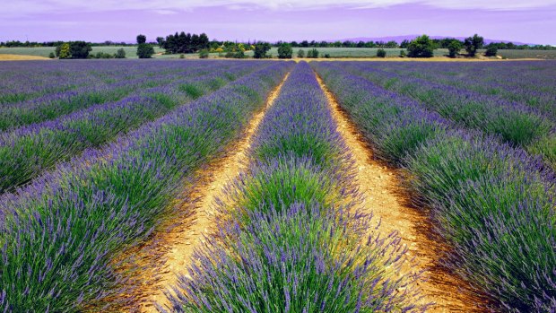 Field of lavender, Grasse.