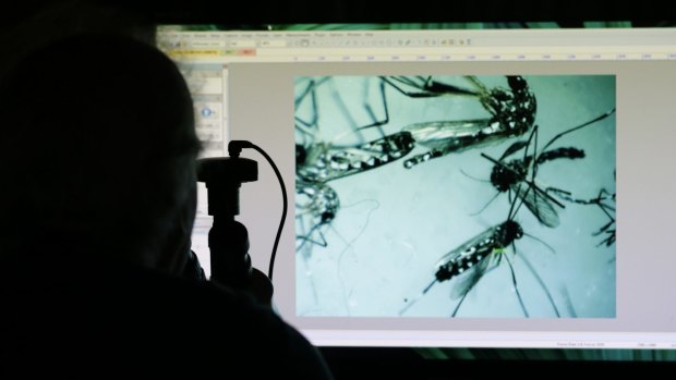 A natural resources officer in the US looks through a microscope at Aedes aegypti mosquitoes - the species that spreads the Zika virus.