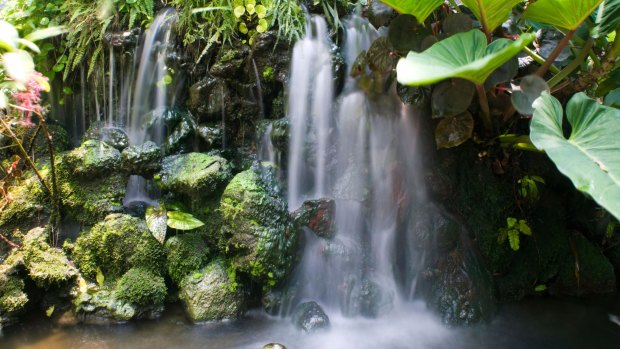 A miniature waterfall in the Singapore Botanic Gardens.