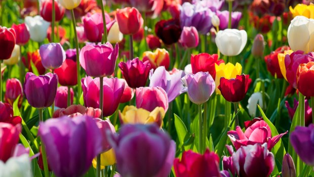 Tulips by the million bloom in the Keukenhof garden, Netherlands.