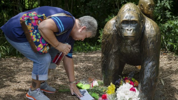 A visitor greets the statue of Harambe the gorilla at Cincinnati Zoo.