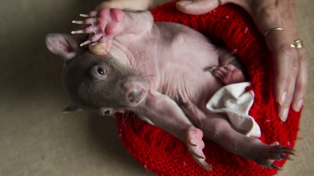 Jack the baby wombat. While baby wombats are cute, they can be ferocious when they grow up. 