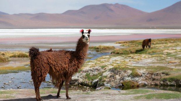 Lama on the Laguna Colorada.