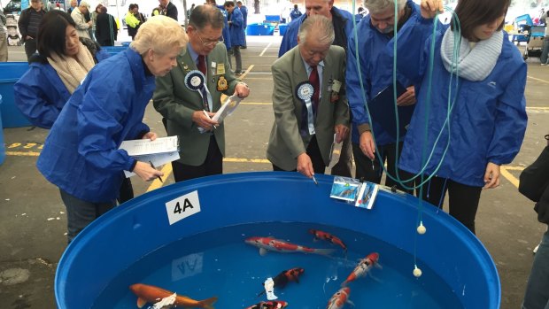 Judges from Japan and Holland look for skin quality, body shape and pattern in the fish.