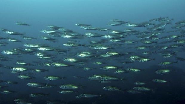 Ocean fish risk being lost at sea and prone to predators with rising carbon dioxide in oceans.