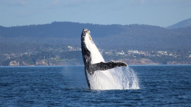 More than 70 whales were spotted off the coast of Eden in one day.