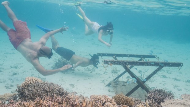 Coral Planting at Six Senses Fiji.