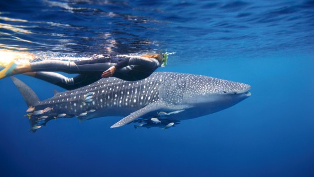 Swimming with whale sharks at Ningaloo Reef.