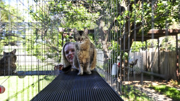 Victoria Worley, of Kingston, keeps her four cats in an enclosure attached to her house.