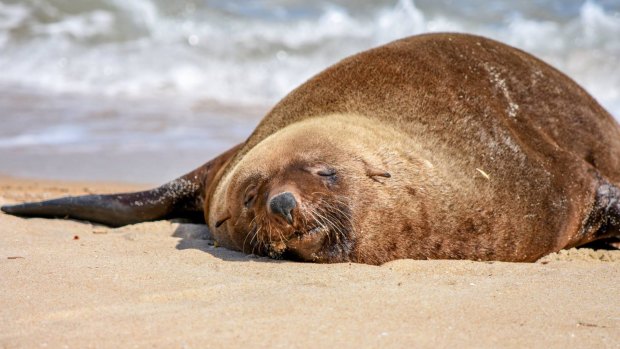 Arcto the seal at Dromana beach. 