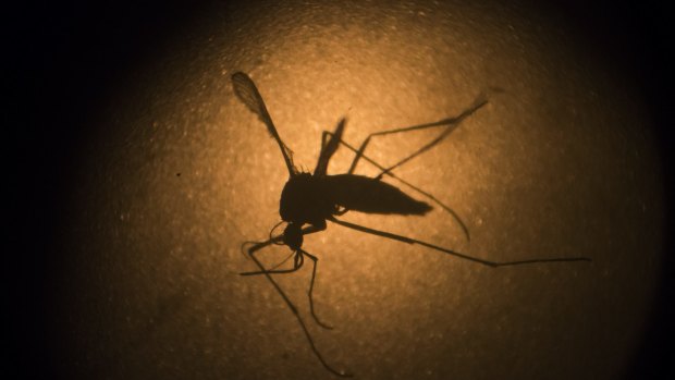Spraying has begun to kill Zika-carrying Aedes aegypti mosquitoes in a Cairns suburb.