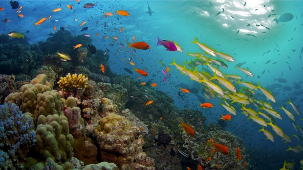 Google has sent its Street View to the Great Barrier Reef to mark World Oceans Day