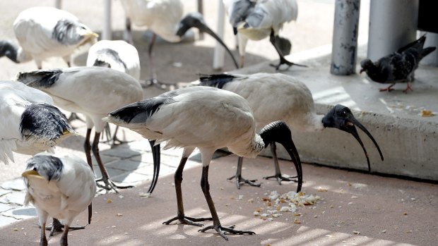 Ibis numbers have increased despite South Bank Corporation's attempts to move them on.
