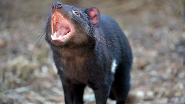 Tasmanian devils living in the south-west of the island may have blown their cover.