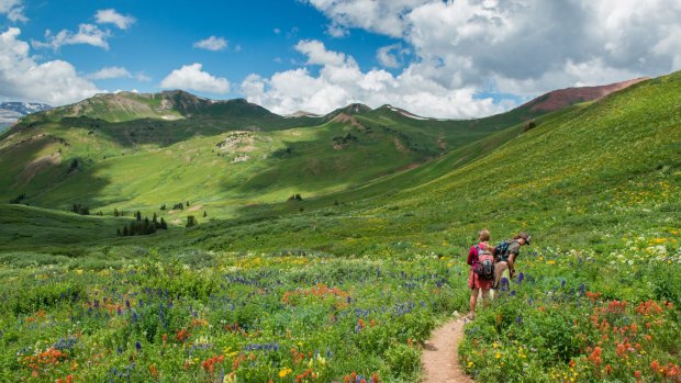 Hikers stop to admire the flowers on the Crested Butte side of the West Maroon Trail. 