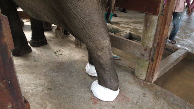 Mae Tee with bandaged feet after cleaning.
