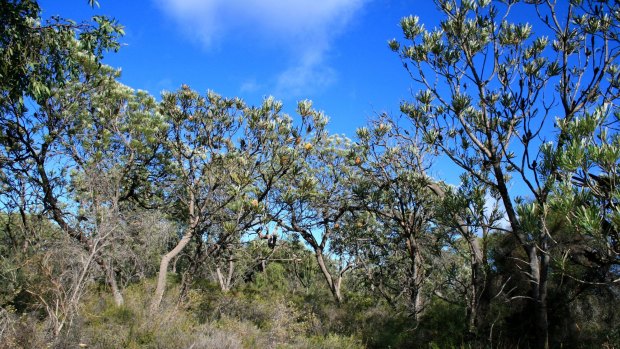 Perth's the only place on earth that has banksia woodland as the dominant vegetation type. Pictured is the Melaleuca Park area north of Gnangara. 