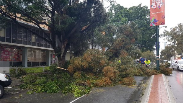 A tree has fallen on Adelaide Terrace during Friday's storm. 