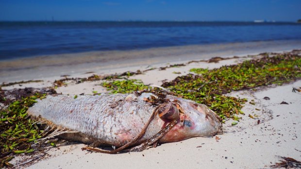 About 1500 dead fish, many of which were pink snapper, have washed up from Cockburn Sound in recent weeks. 
