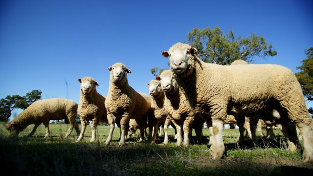 Changing rainfall patterns and rising temperatures won't just affect ecosystems but also Australia's agriculture, experts say.