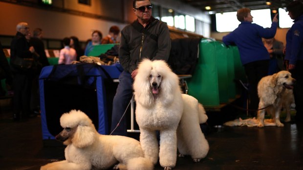  A man waits with his standard poodles on the third day of the Crufts dog show at the National Exhibition Centre in Birmingham, England. 