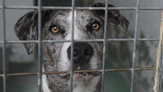 Almost 25,000 animals were surrendered to RSPCA Queensland in 2015.