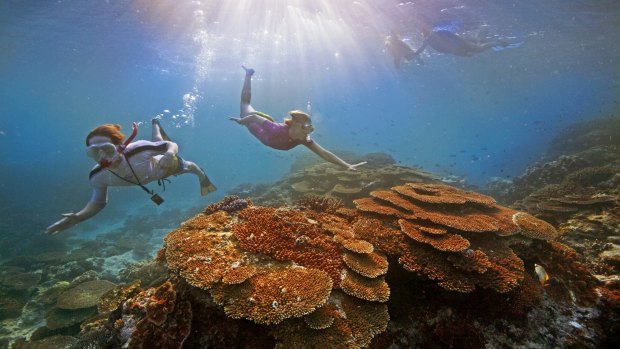 Snorkelling Great Barrier Reef.