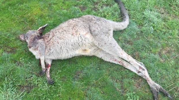 One of the dead kangaroos found on Wednesday.