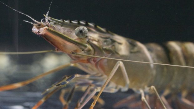 New prawns are being bred to grow faster and resist disease.
