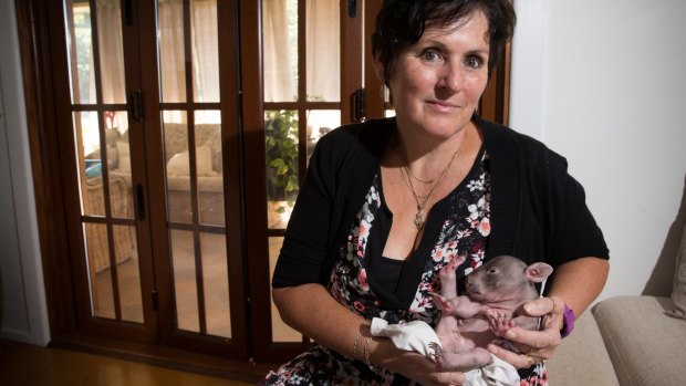 Volunteer wildlife carer Lindy Butcher cares for a baby wombat, Jack.